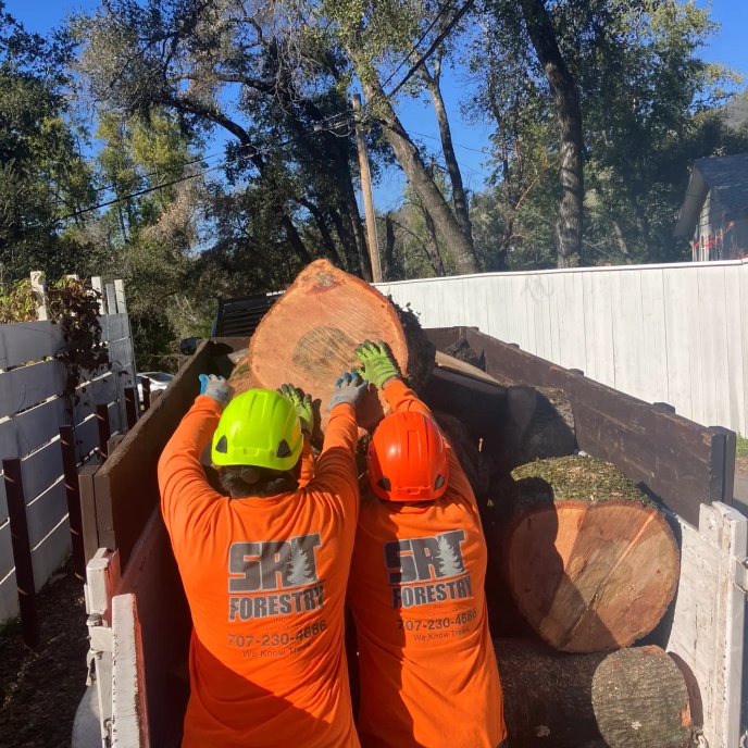 Large tree sections safely hauled away
