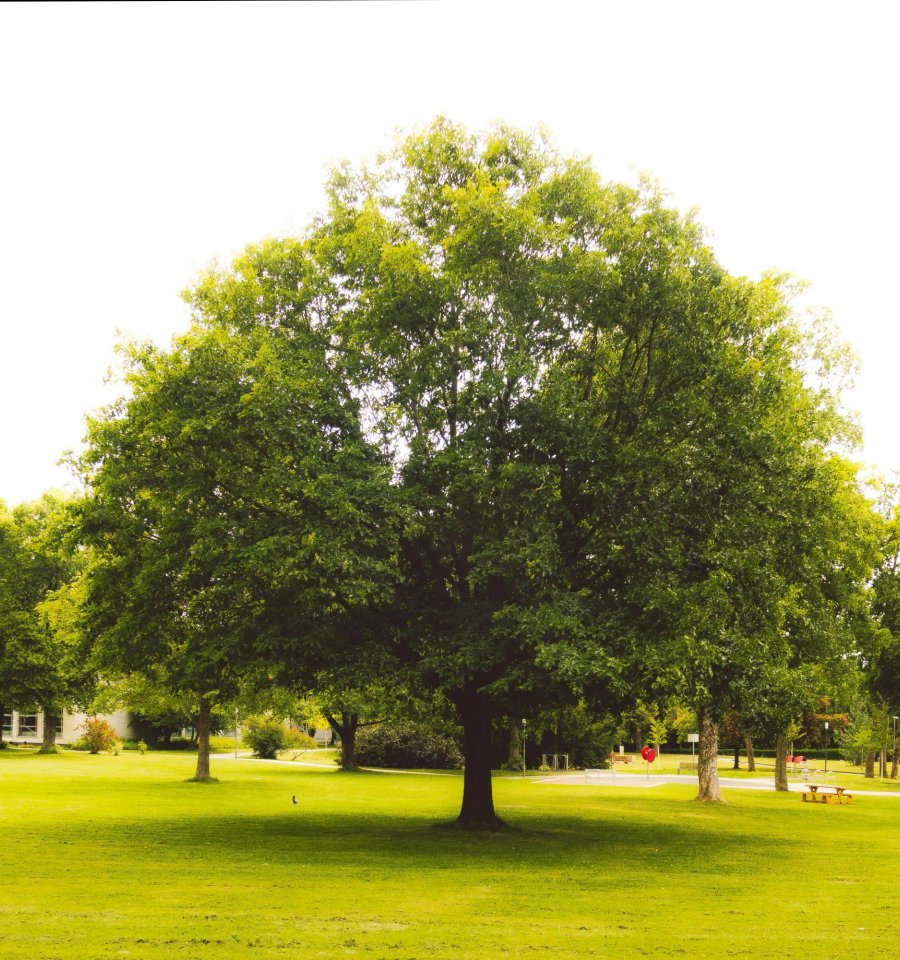 Arborist reviewing oak tree health in Santa Rosa