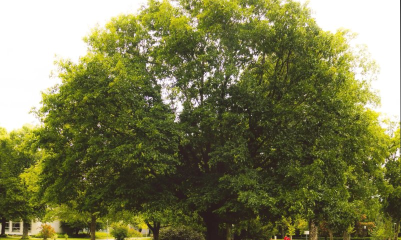 Oak tree care and trimming service