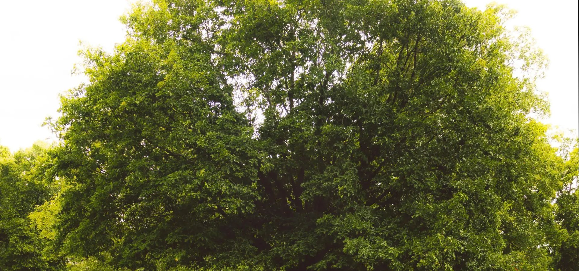 Oak tree care and pruning service in Sonoma County